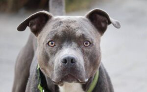 Pitbull