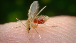 Mosquito transmisor