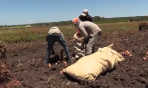 Agricultura en RD