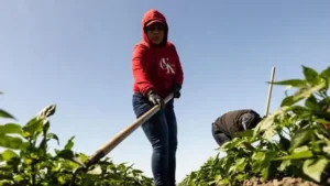 Migrante agricola