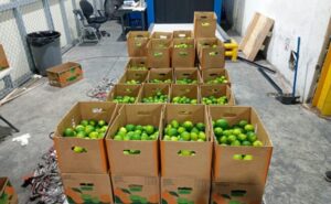 Limones cargado de cocaina