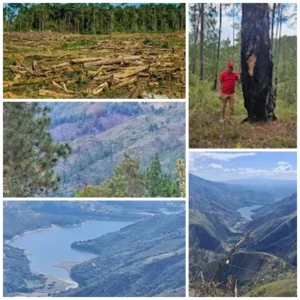 Deforestacion en San Juan