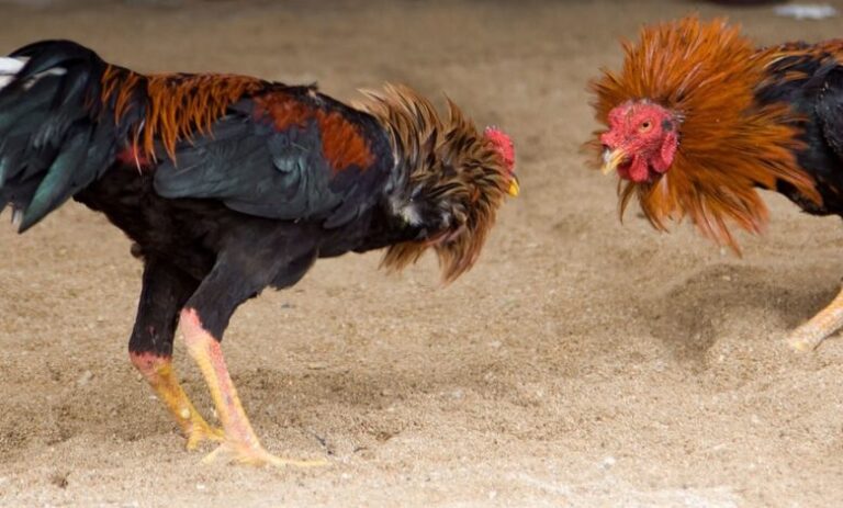 yyyyyyyyyy-Detienen-en-NJ-48-personas-mayoria-dominicanas-por-participar-en-peleas-de-gallos-1-780x470