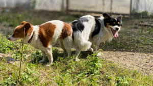 Perros pegados