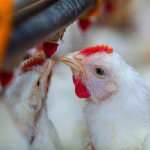 El alza del petróleo presiona los costos del pollo y los huevos en República Dominicana