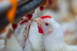 Aumento de la gasolina sube precio del pollo en RD