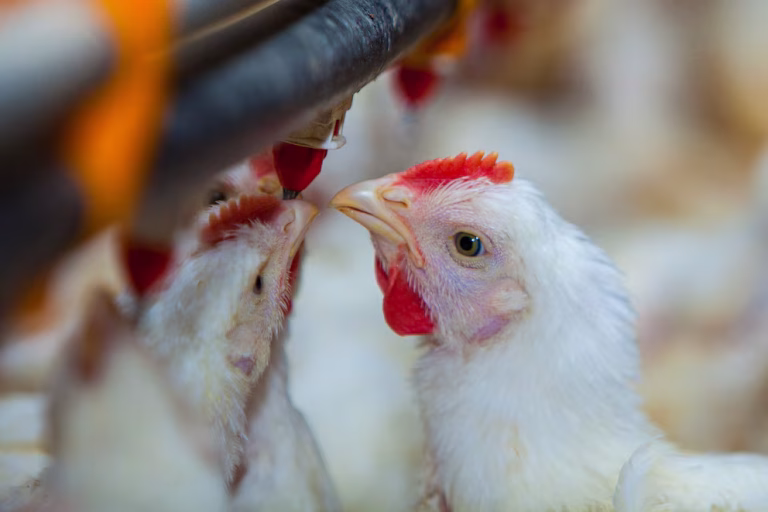 El alza del petróleo presiona los costos del pollo y los huevos en República Dominicana