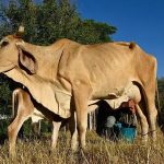 “El ganado se está muriendo de sed y hambre”: el devastador impacto de El Niño que ya se siente en el Corredor Seco de Centroamérica
