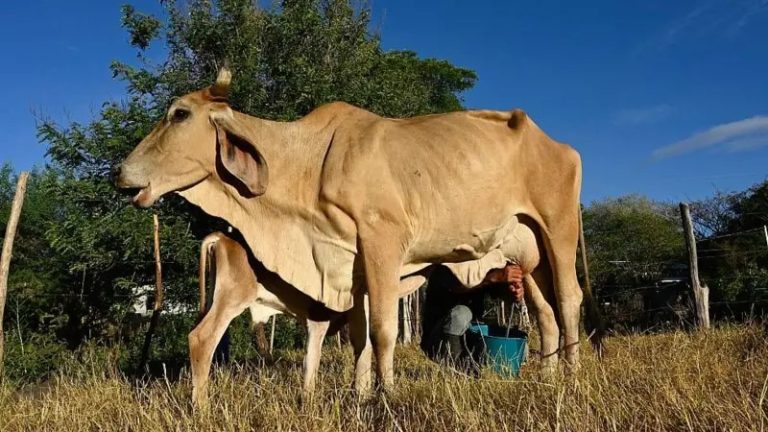 “El ganado se está muriendo de sed y hambre”: el devastador impacto de El Niño que ya se siente en el Corredor Seco de Centroamérica