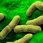 Qué se sabe del caso de la científica rusa que falleció en un centro de investigación de la peste en Siberia y que preocupa a EE.UU. y otros países