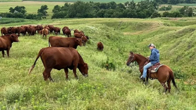 Los rancheros que se cuestionan haber apoyado a Trump en Nebraska, gran bastión del presidente