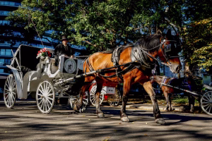 New York prohibe coches arrastrado por caballos
