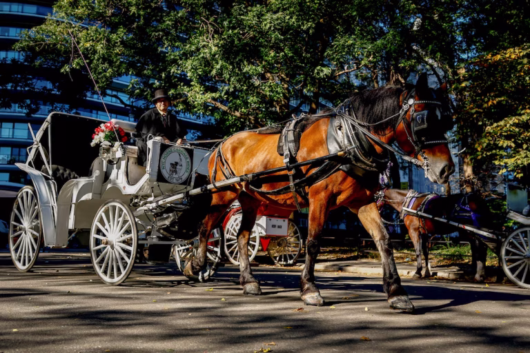 Nueva York aprobó el fin de una tradición de más de 150 años: no habrán más carruajes tirados por caballos