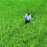 Poder Ejecutivo elimina protección al arroz tras planteamiento de Estados Unidos