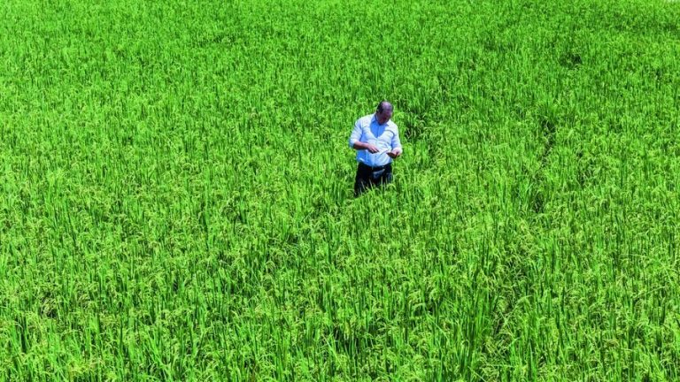 Poder Ejecutivo elimina protección al arroz tras planteamiento de Estados Unidos